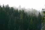 PICTURES/Pikes Peak - No Bust/t_Mist in Trees1.JPG